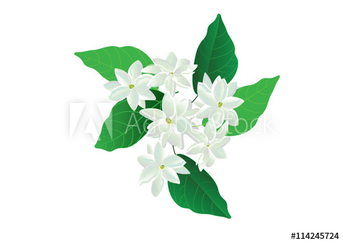 500x354 Jasmine Flower Isolated Vector Illustration