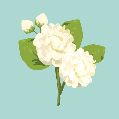 416x416 Jasmine Flower Vector 17 An Images Hub