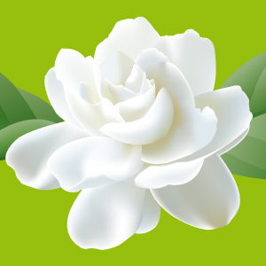 300x300 Jasmine Flower Vector 4 An Images Hub