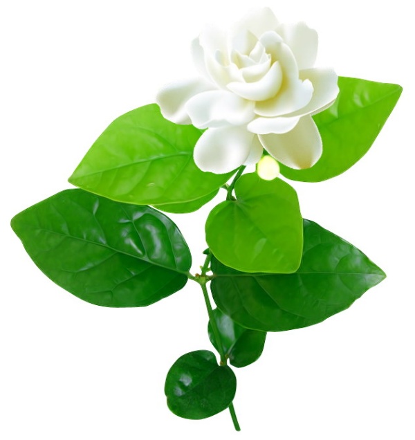 600x636 Jasmine Flower Vector 6 An Images Hub