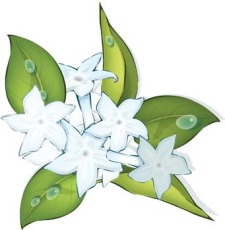 225x230 Jasmine Flower Free Vector 4vector