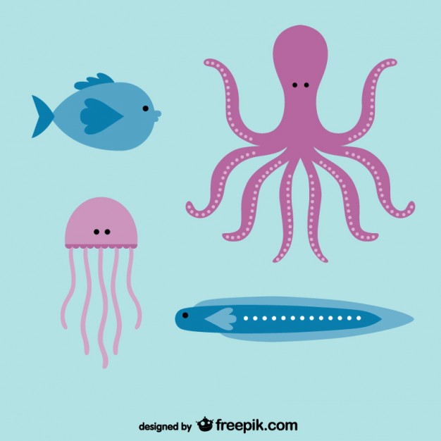 626x626 Jellyfish Vectors, Photos And Psd Files Free Download