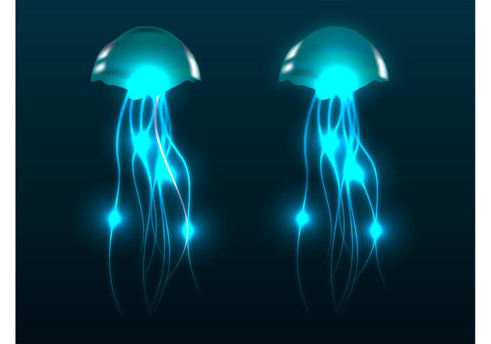 700x490 Jellyfish Vectors