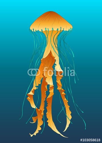 357x500 Vector Jellyfish Vector Illustration