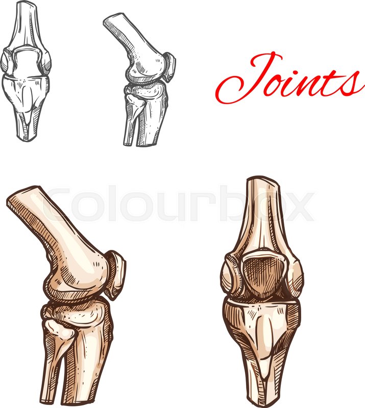 715x800 Human Knee Or Elbow Bones And Joints Vector Sketch Icon Of Body