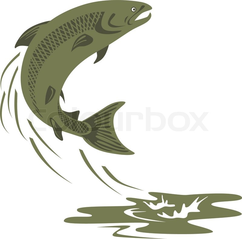 800x790 Trout Fish Jumping Retro Stock Vector Colourbox