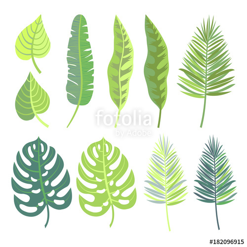 500x500 Vector Collection Of Tropical Jungle Leaves. Stock Image And