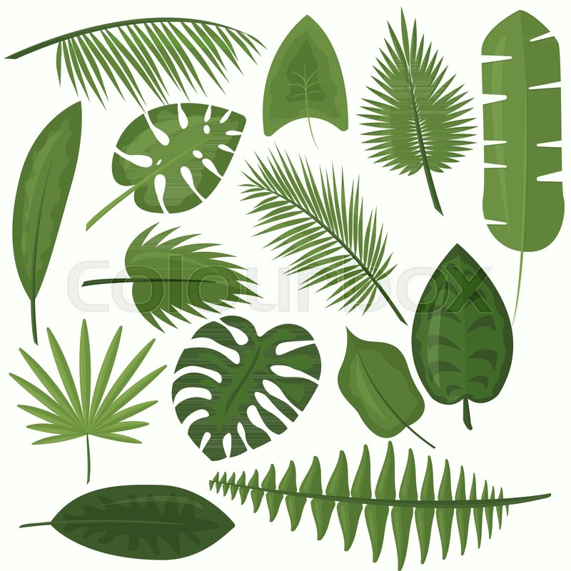 800x800 Vector Illustration Set Of Tropical Green Leaves Of Palm, Jungle