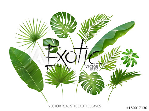 500x375 Vector Tropical Exotic Leaves, Realistic Jungle Leaves Set