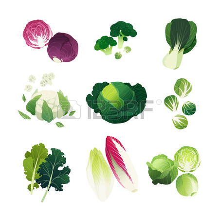 450x450 Kale Clipart Vector