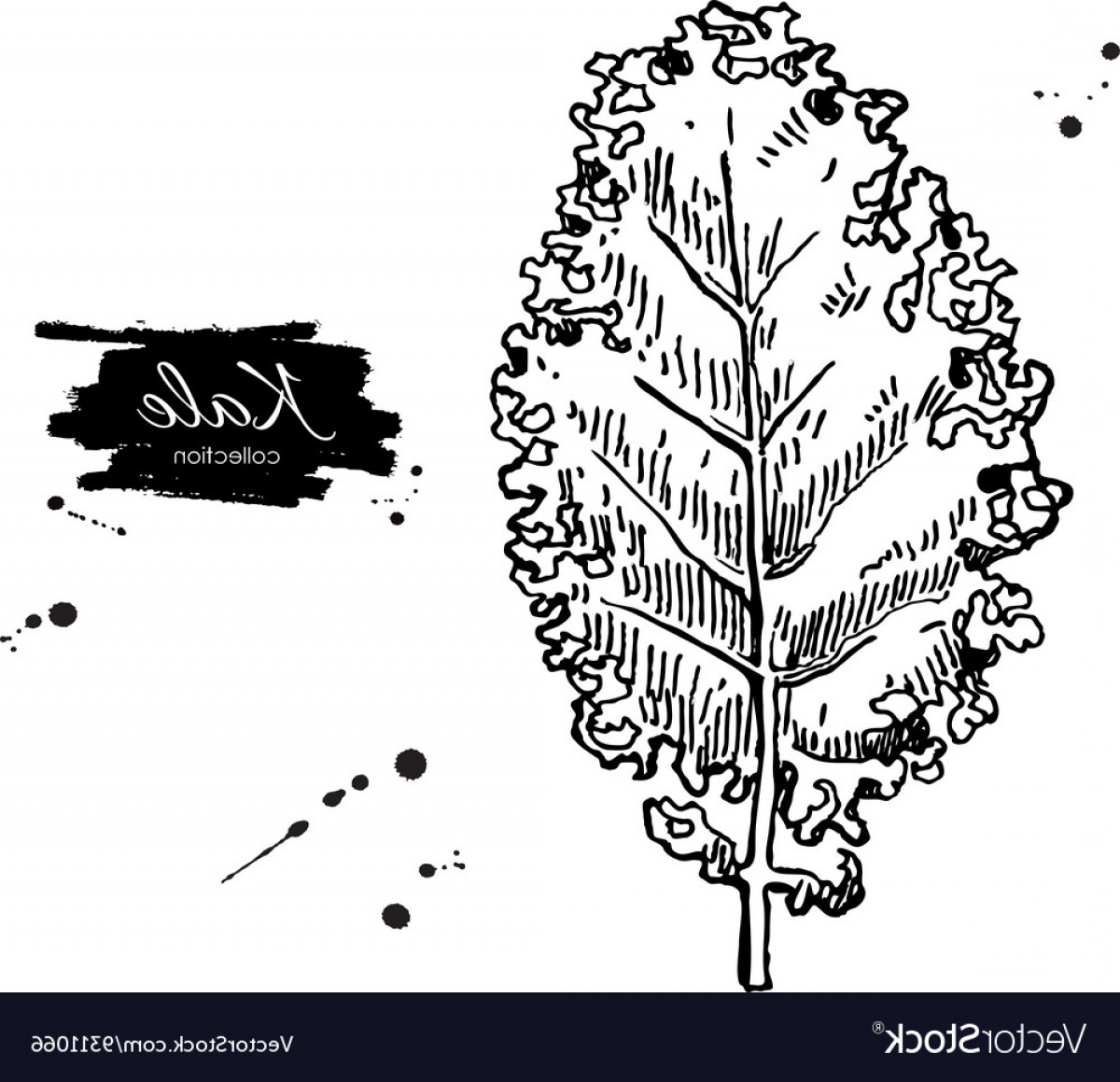 1200x1159 Kale Hand Drawn Vegetable Engraved Style Vector Sohadacouri