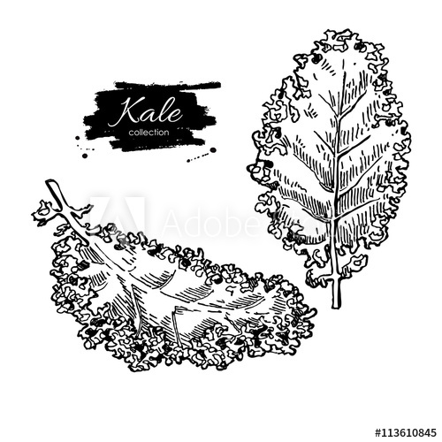 500x500 Kale Hand Drawn Vector Set. Vegetable Engraved Style Illustratio