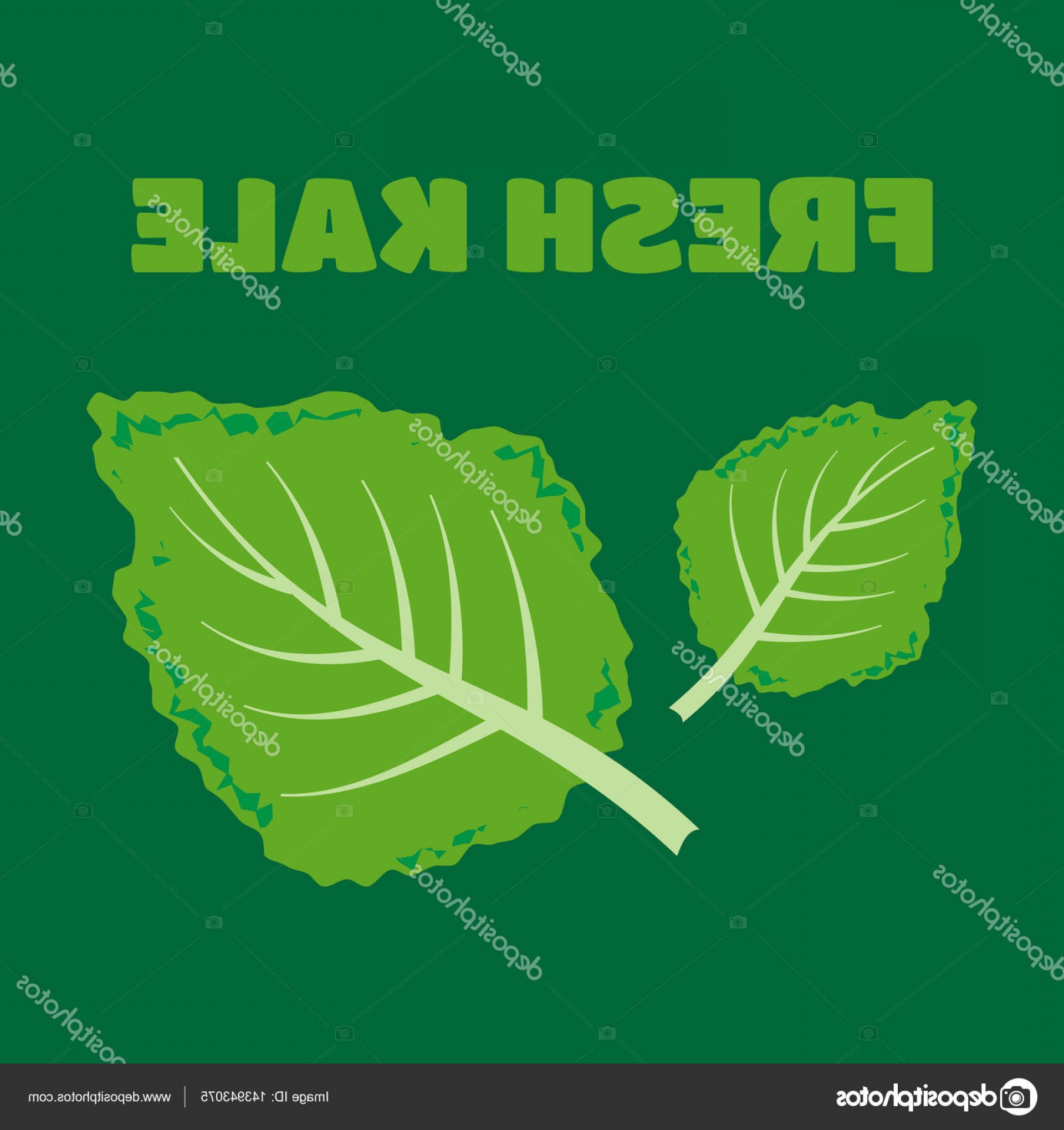1920x2040 Stock Illustration Fresh Kale Vector Illustration Fresh Sohadacouri