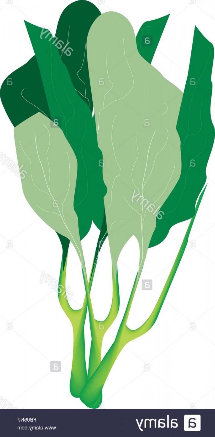 819x1668 Stock Photo Vegetable Vector Illustration Of Delicious Fresh Green