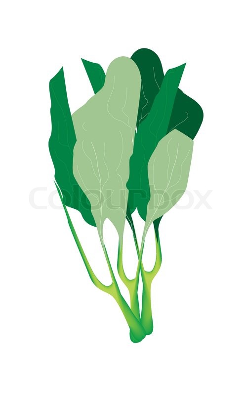 500x800 Vegetable, Vector Illustration Of Delicious Fresh Green Chinese