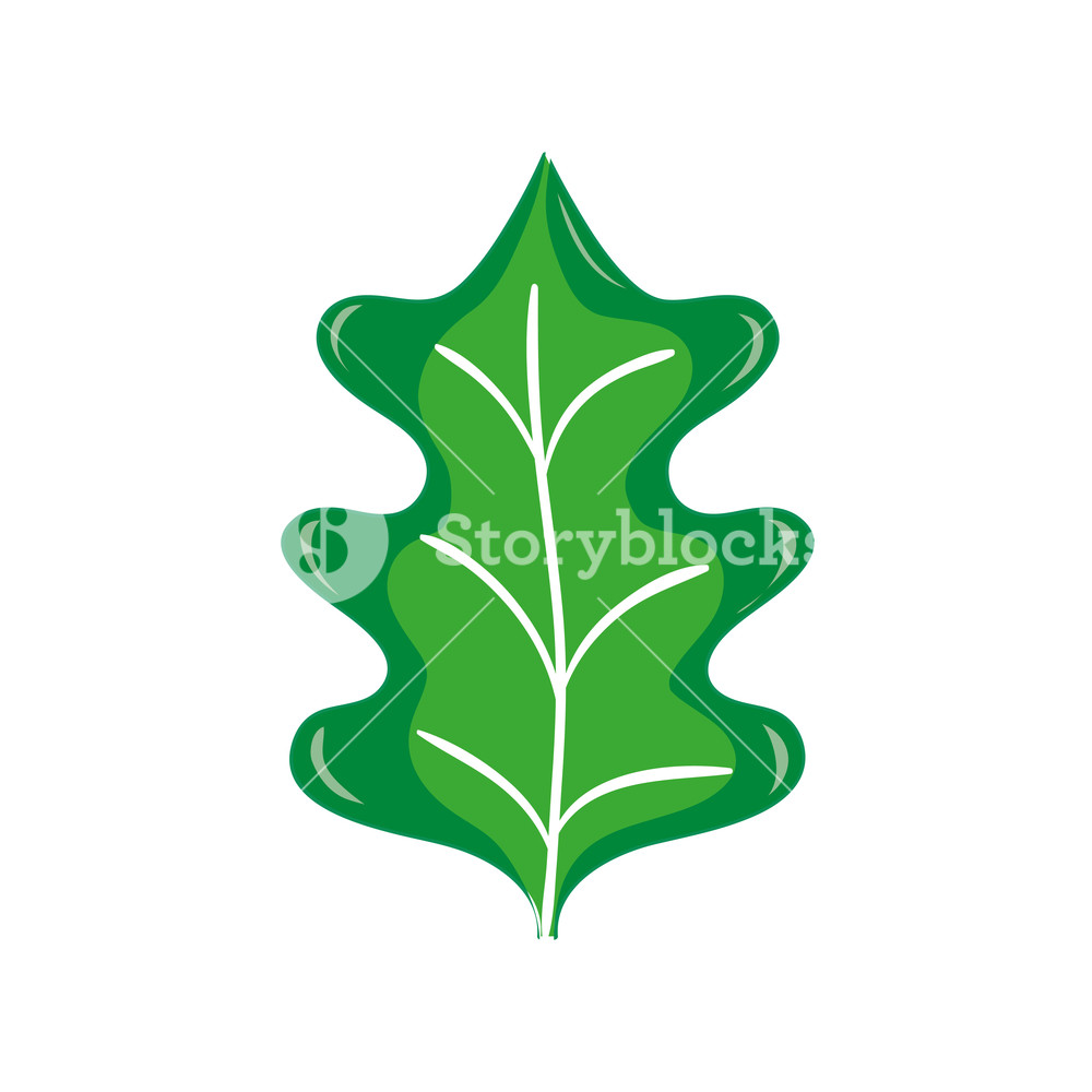 1000x1000 Colorful Tropical Kale Leal Natural Plant Vector Illustration
