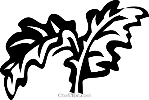 480x321 Kale Royalty Free Vector Clip Art Illustration Vc029319