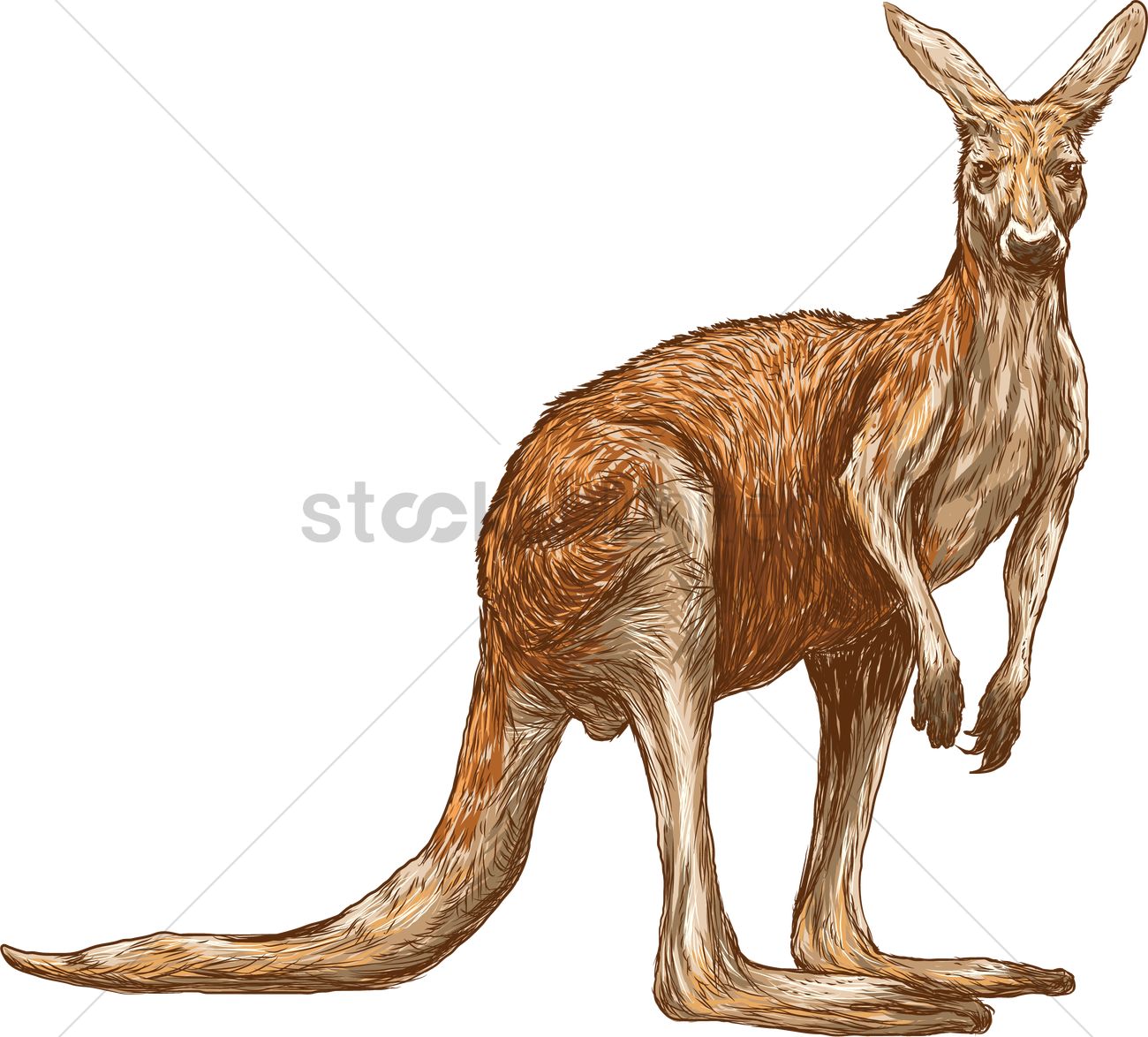 1300x1174 Kangaroo Vector Image