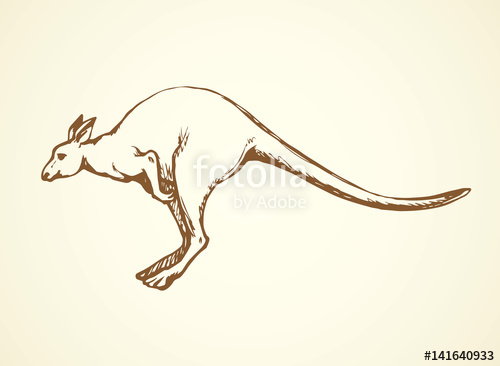 500x366 Kangaroo. Vector Drawing Stock Image And Royalty Free Vector