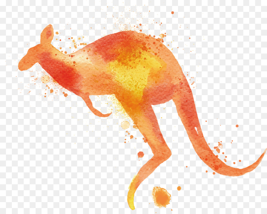 900x720 Watercolor Painting Macropodidae Kangaroo