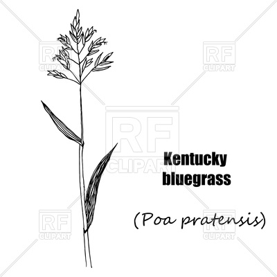 400x400 Kentucky Bluegrass. Hand Drawn Sketch. Medical Herbs Vector Image