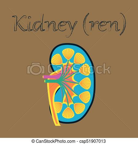 450x470 Human Organ Icon In Flat Style Kidney Vector Clip Art