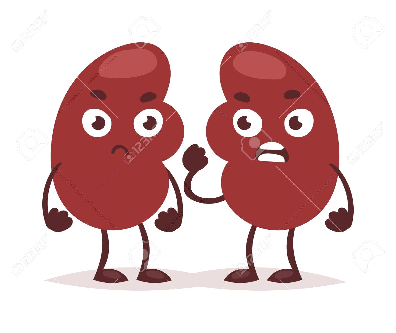 1300x1093 Kidney Clipart