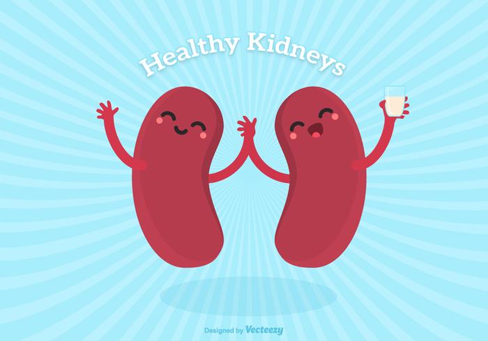 700x490 Kidney Free Vector Art