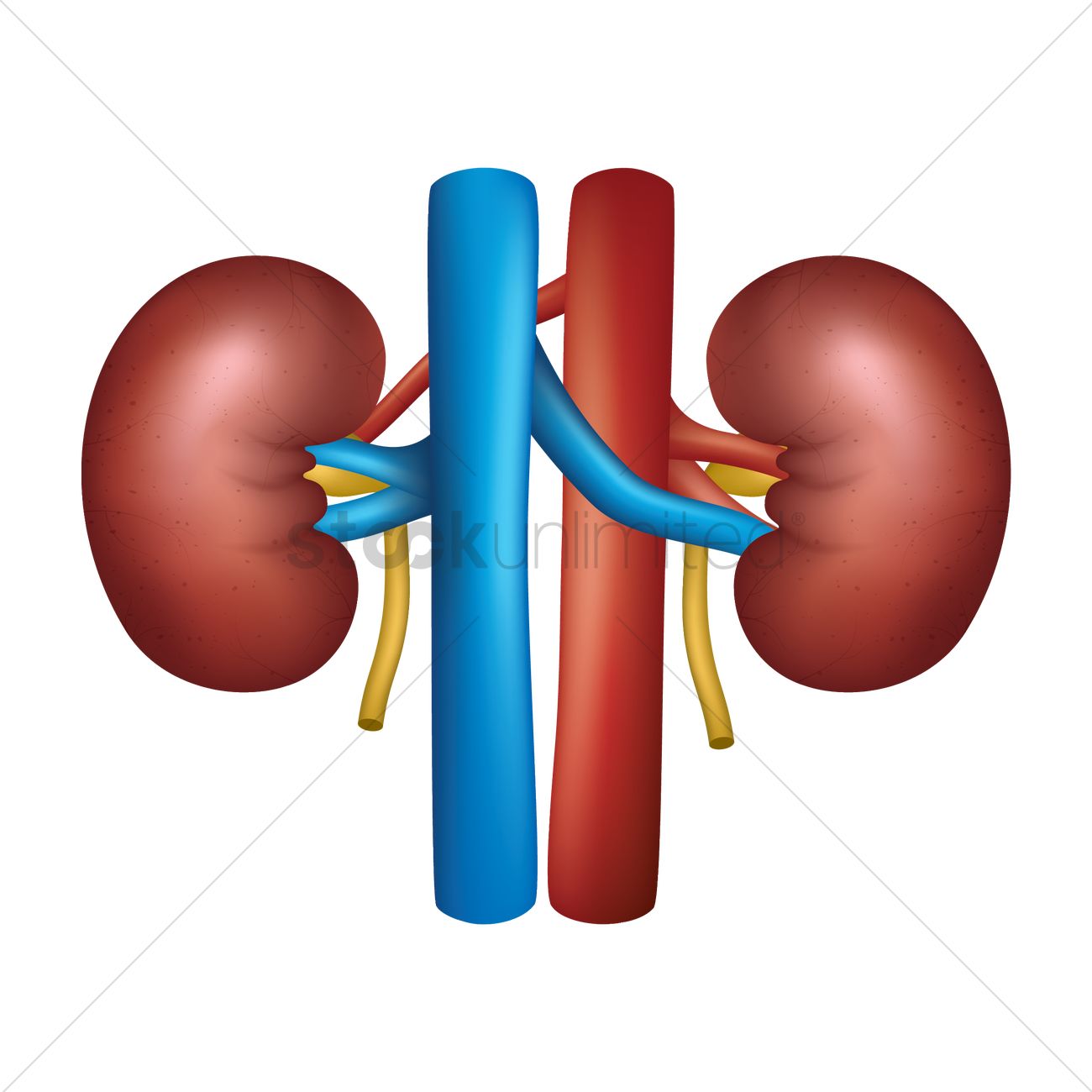 1300x1300 Kidney Vector Image