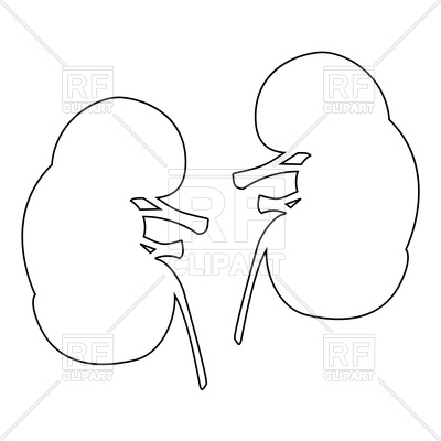 400x400 Kidney Outline On White Background Vector Image Vector Artwork