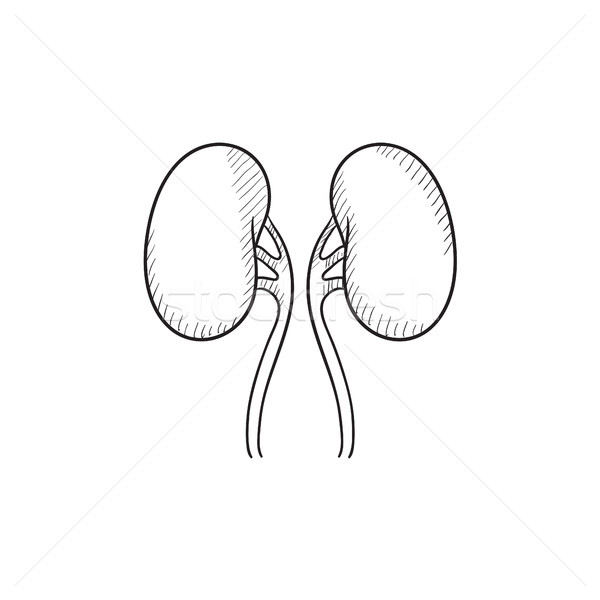600x600 Kidney Sketch Icon. Vector Illustration Andrei Krauchuk