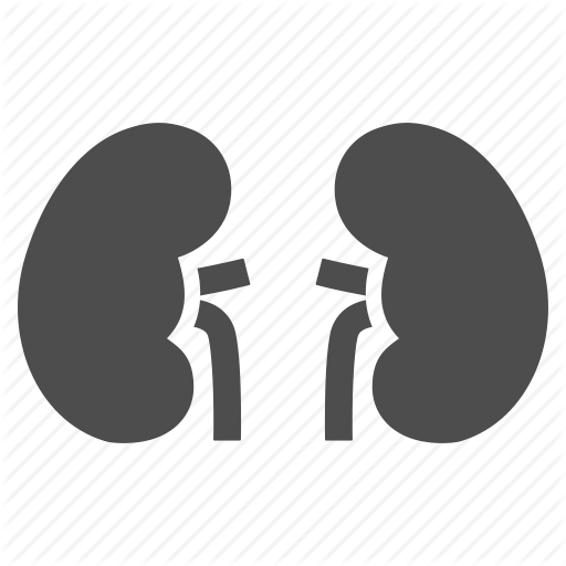 512x512 Kidney Vector Free Download On Mbtskoudsalg