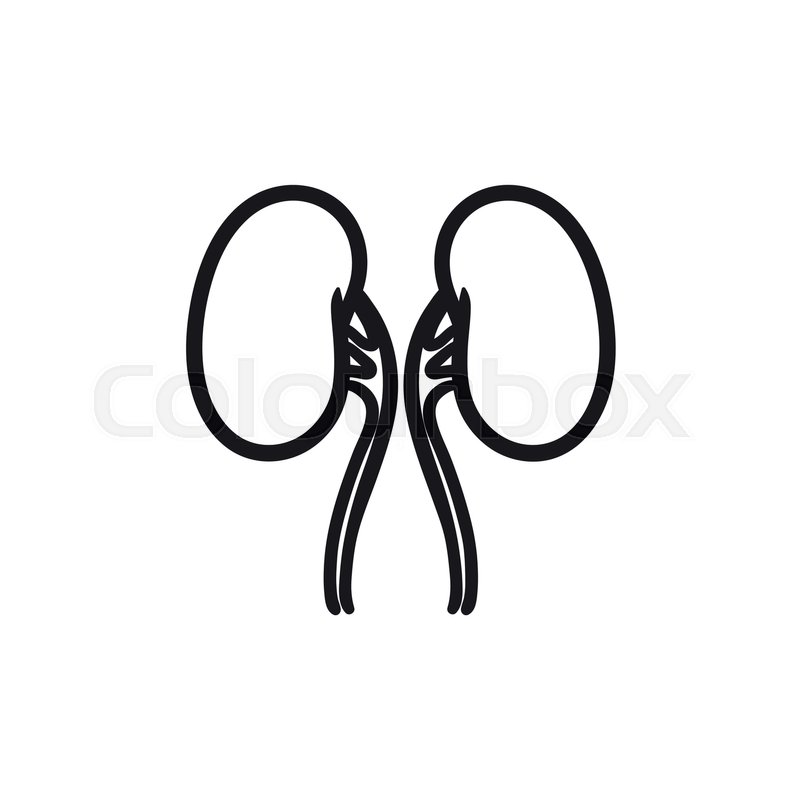800x800 Kidney Vector Sketch Icon Isolated On Background. Hand Drawn