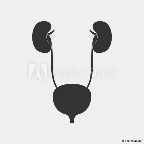 500x500 Kidney Vector