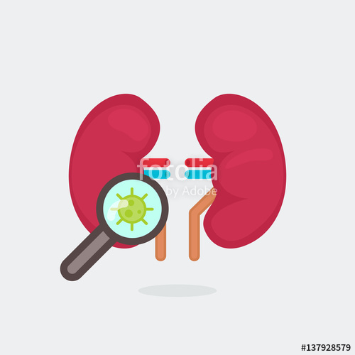 500x500 Kidneys Vector Illustration Stock Image And Royalty Free Vector