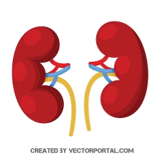 230x230 Free Kidney Vectors 2 Downloads Found