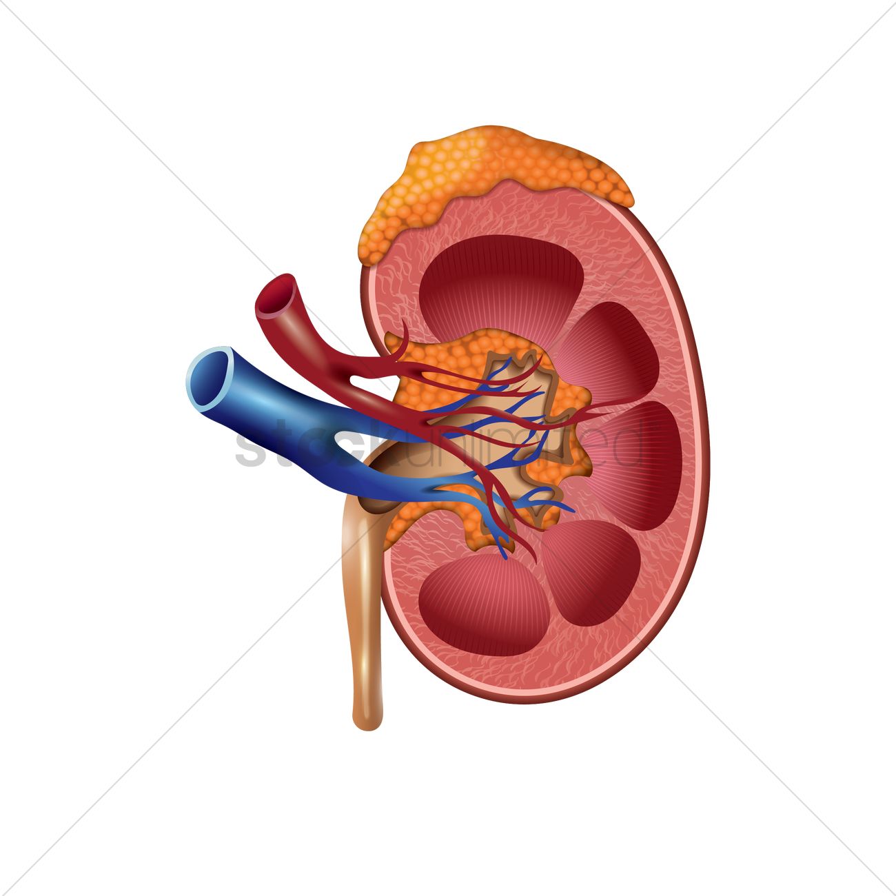 1300x1300 Human Kidney Vector Image
