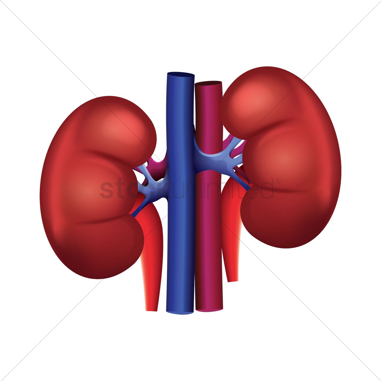 1300x1300 Human Kidney Vector Image