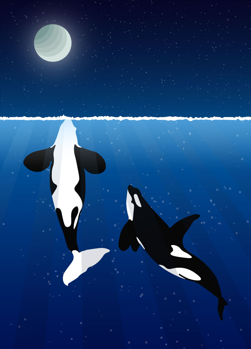 864x1200 Killer Whale Vector