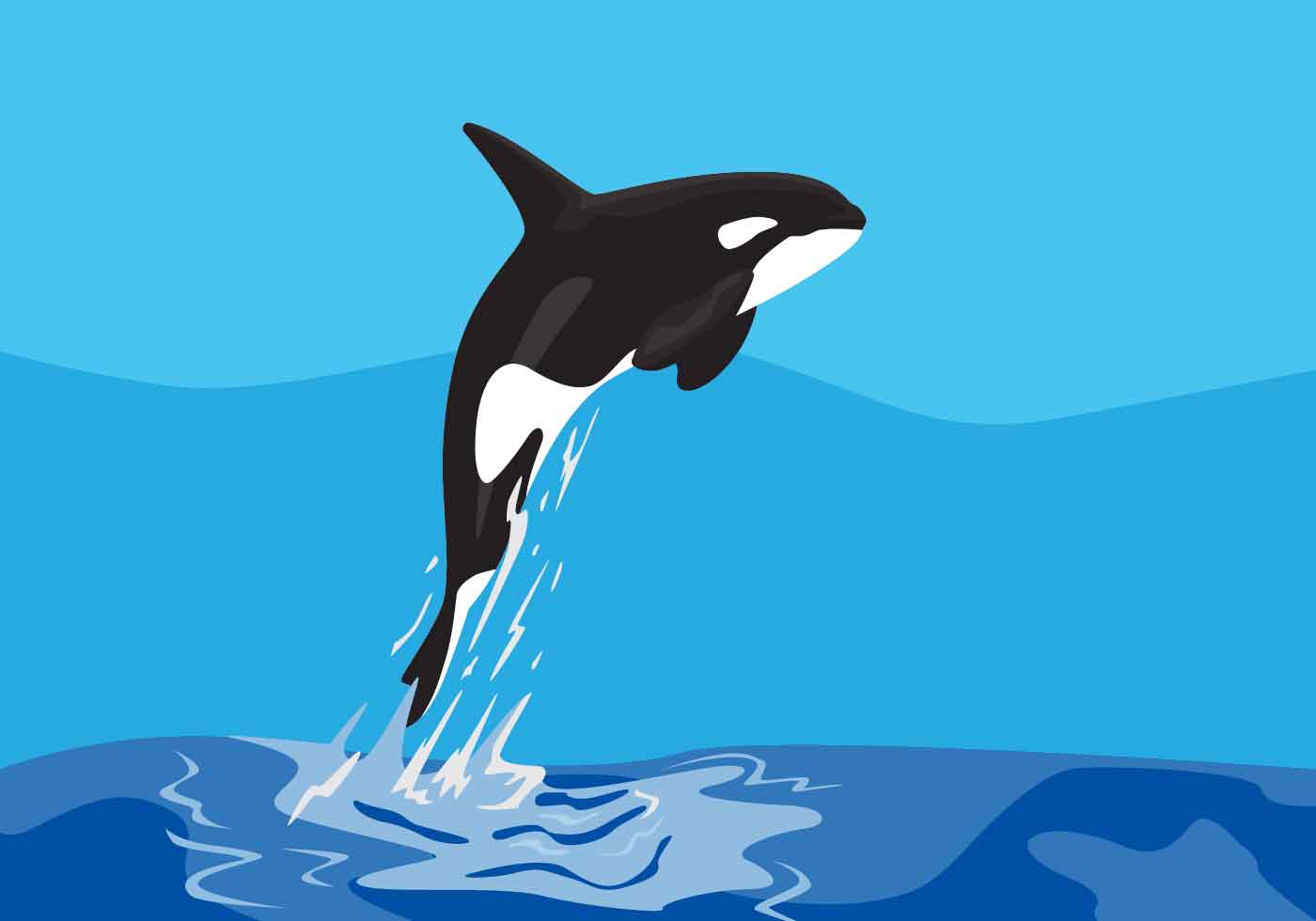 1400x980 Killer Whales Vector Illustration