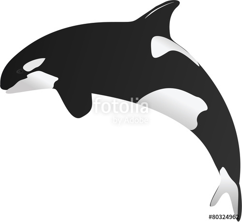 500x458 Killer Whale Vector Stock Image And Royalty Free Vector Files On