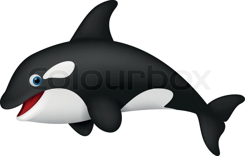 800x508 Vector Illustration Of Cute Realistic Killer Whale Stock Vector