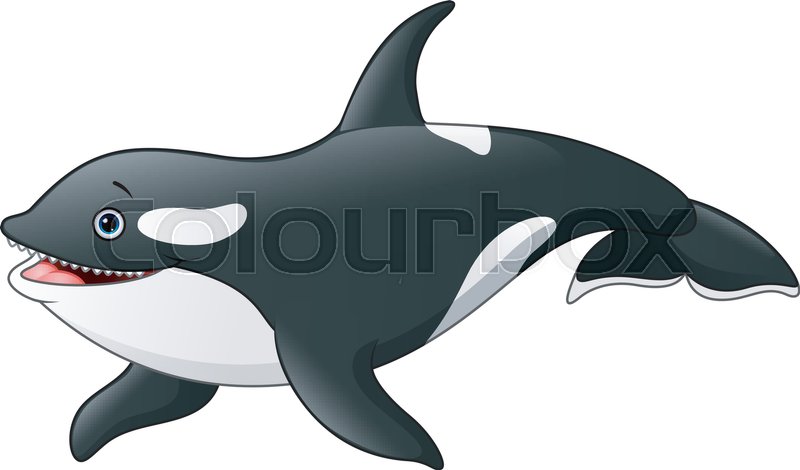 800x470 Vector Illustration Of Cartoon Killer Whale Stock Vector Colourbox