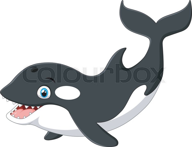 800x614 Vector Illustration Of Cute Killer Whale Cartoon Stock Vector