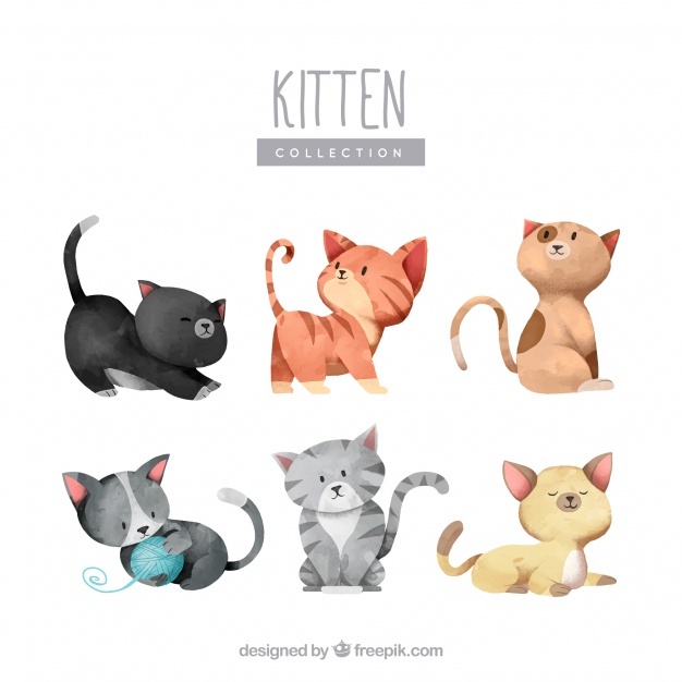 626x626 Cat Vectors, Photos And Psd Files Free Download