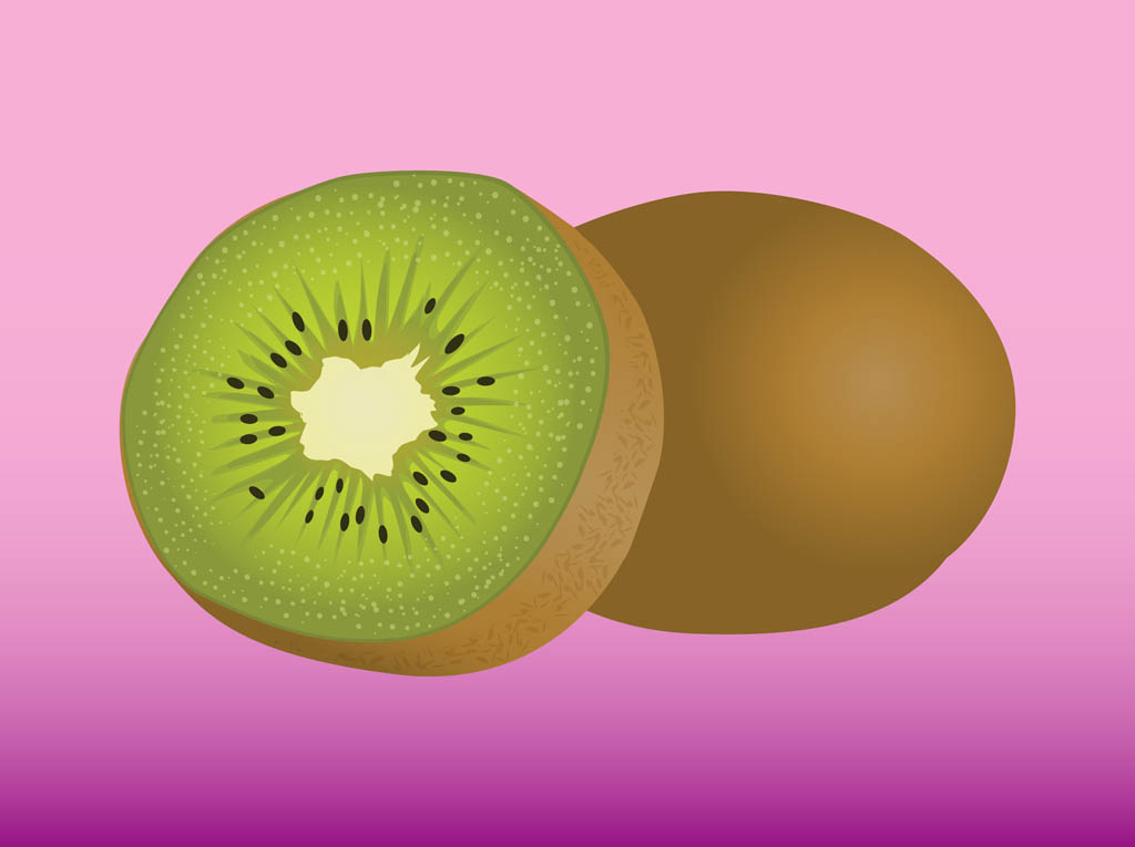 1024x765 Kiwi Vector Art Amp Graphics