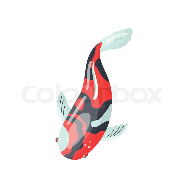 800x800 Shova Carp Koi Fish, Traditional Sacred Japanese Fish Vector
