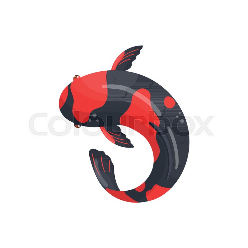 800x800 Utsurimono Carp Koi Fish, Traditional Sacred Japanese Fish Vector