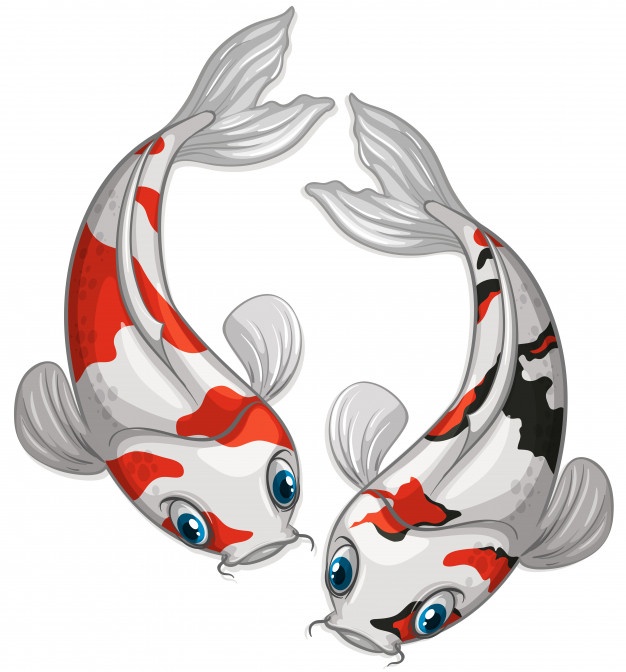 626x672 Koi Fish Vectors, Photos And Psd Files Free Download