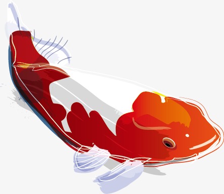 443x384 Vector Hand Drawn Koi, Vector, Carp, Hand Painted Png And Vector